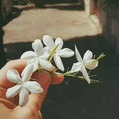 sy