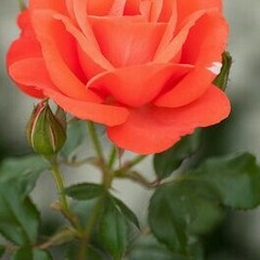 Ārija