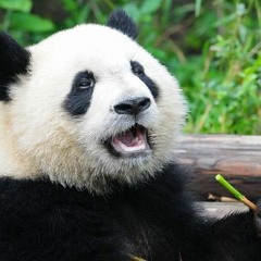 A Panda Named Tanimoto