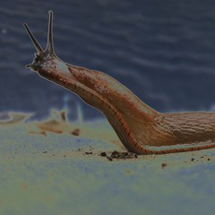 Echoslug