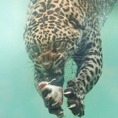 Cat Swim