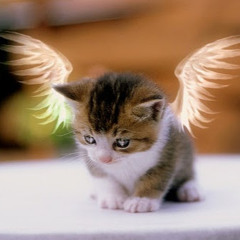 gorgeousgeorgie.kittycat
