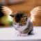 gorgeousgeorgie.kittycat