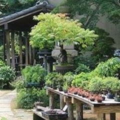 Bonsai Litvínov