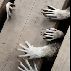 raccoonhands