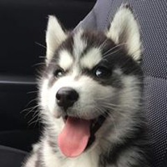 Indie
