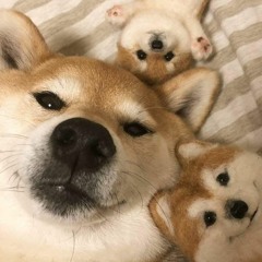 Shibachi