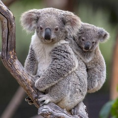 Koala Music