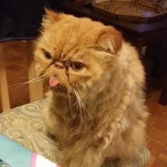 Tongue Out Cat