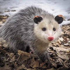 possum playlist