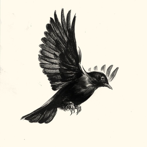 Blackbird Music’s avatar