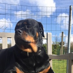 Toby