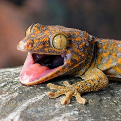 geckno