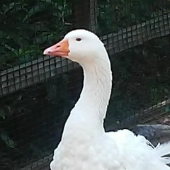 All I Want (YM2612 Remix)