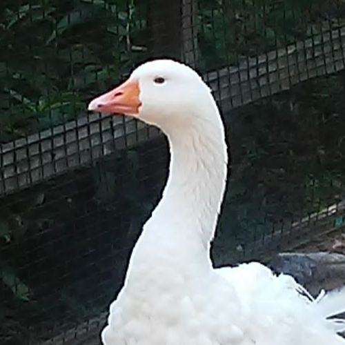 All I Want (YM2612 Remix)