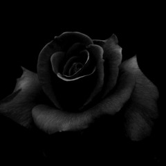 Dark Rose