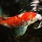 Koi_justLiketheFish