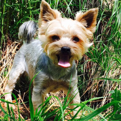 razvan.staroste@gmail.com