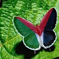 عمر