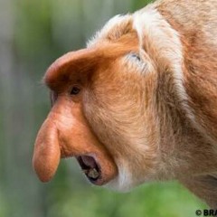 Peter the Proboscis Primate