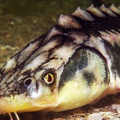 Polydon