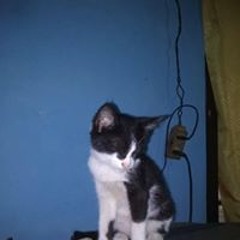 joko