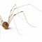 DaddyLongLeg