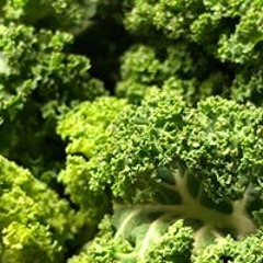 Adam Tamjarv Shinpiden