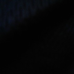 They dont wanna be famous records