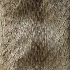 SnakeSkinStudio
