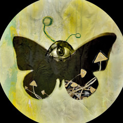 chaotka