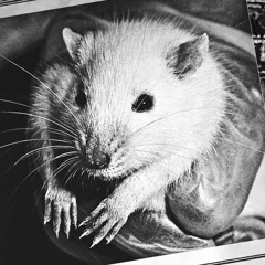 Le RaT CasTor
