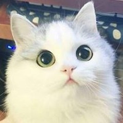 hanh