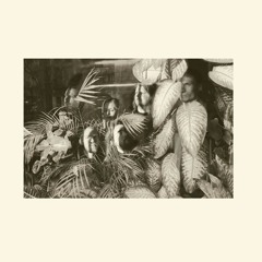 Tilhet, pajut ja muut