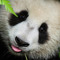 amandamichelle8202