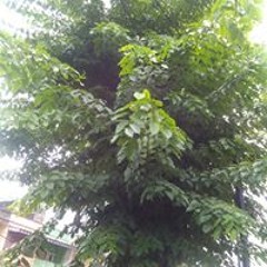 rahmi
