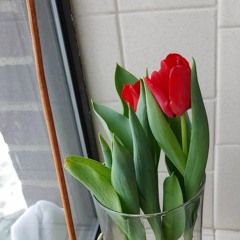 Armen Ogannisyan - Karmir Nur