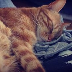 Laure Où Est Hélène