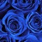 ~blu~