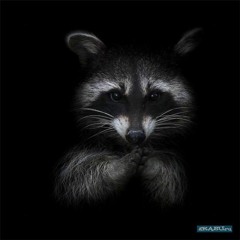 Vl Raccoon