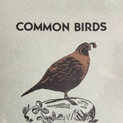 Common Birds