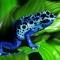 PsyFrog