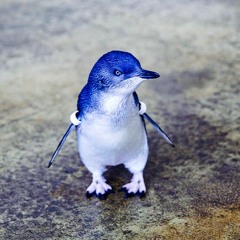 Blue Penguin