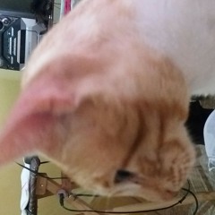 tobias
