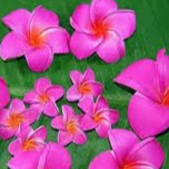 Rose 987
