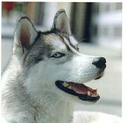 huskyisminenoonesteel