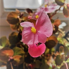 ハッピー☆ハート