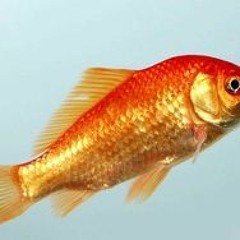 SUPERFICIAL SINGLE PERSONAGE