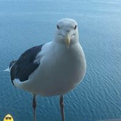 slow 1-6