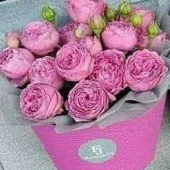 Nourmahmoud